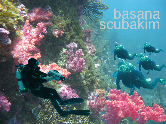 제주도 문섬 수중배경