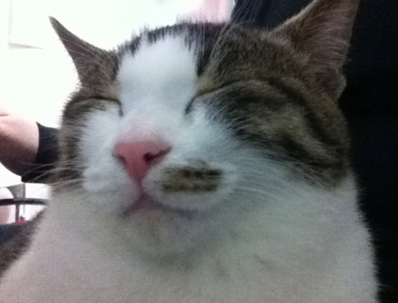 웃는 고양이