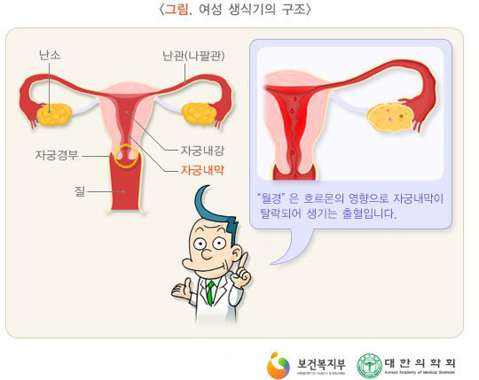 왼쪽아랫배통증 7개 질환정리 네이버 블로그