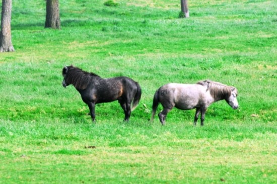 제주도 제주마(濟州의濟州馬)