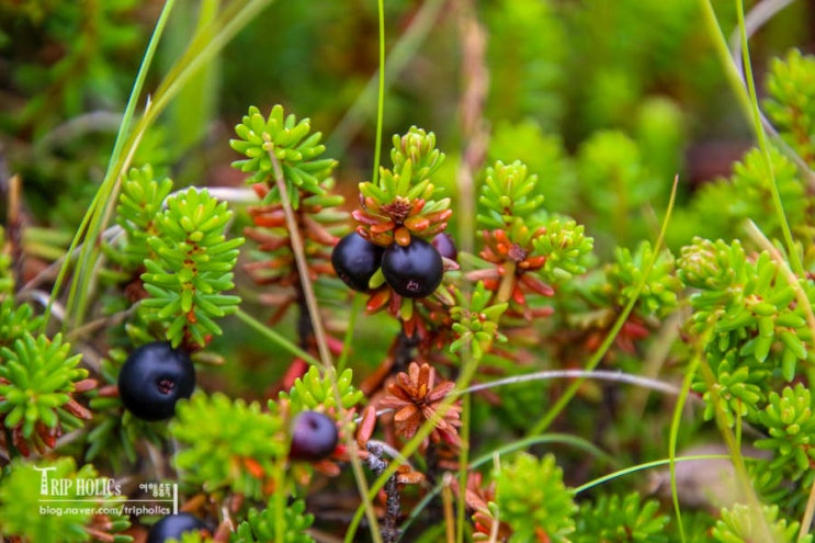 진시황 불로초 - 한라산 등반에서 찾은 시로미
