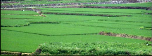 한국의 美(21) - 농토 2005/08