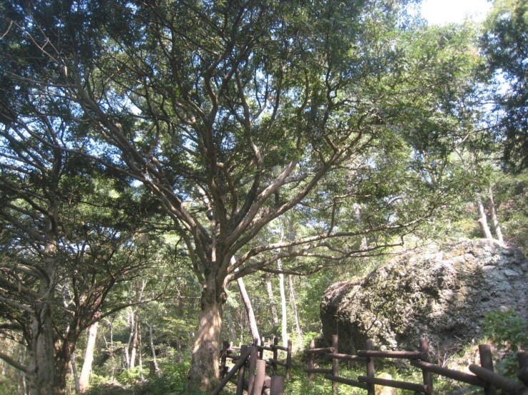 [남자의 여행-강진·해남] 47-녹우당과 비자나무숲