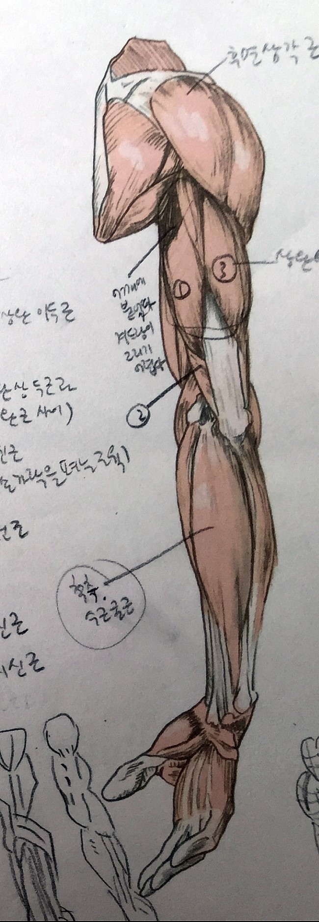 IMG_4514.JPG (650×1874) | Anatomia masculina, Desenhos ...