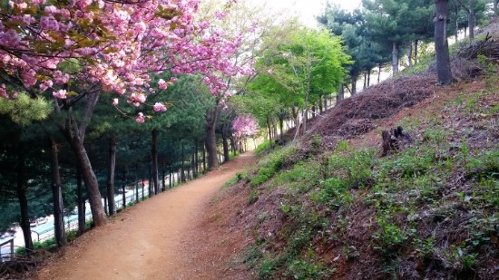 꽃길만걸어요 이미지
