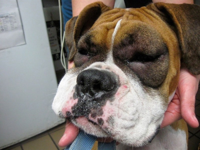 Dog Eats Wasp Dog Eats Wasp
