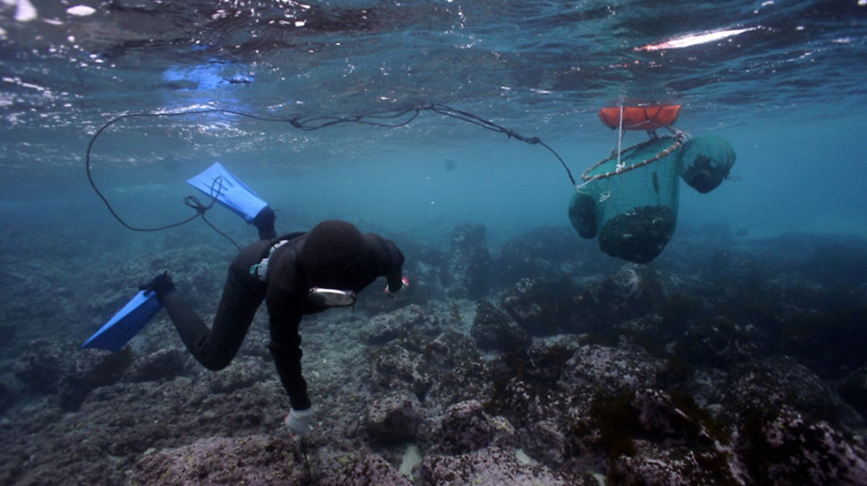 유네스코 인류무형문화유산 '해녀'...국가어업유산 제주'해녀'문화