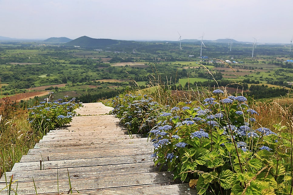 [6월제주] 영주산..산수국 가득했던 오름