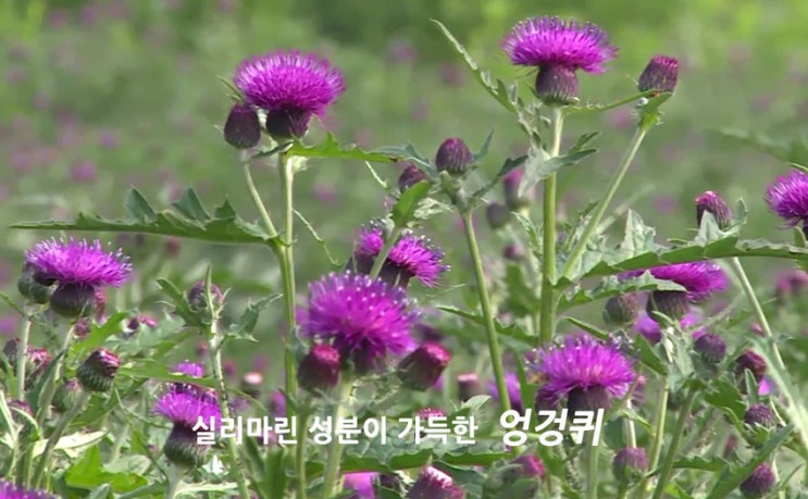 엉겅퀴에 대한 이미지 검색결과