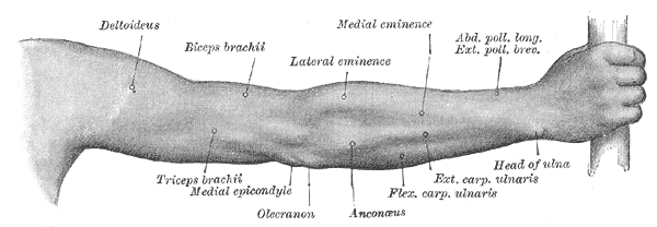 51.팔의 근육(Upper arms muscle) - 주근 Anconeus M. : 네이버 블로그