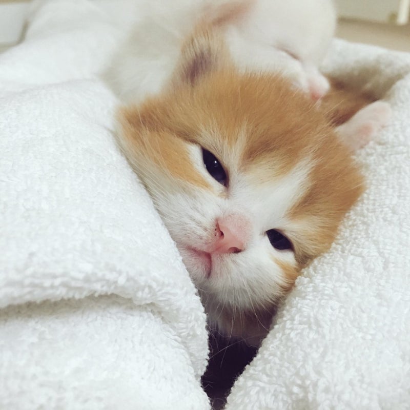 귀여운 고양이 힐링 짤 모음 냥냥이 집사되고파 네이버 블로그