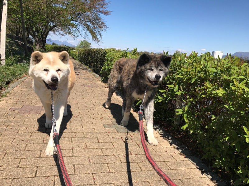 岩手犬 이와테이누 네이버 블로그